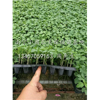 广西番茄嫁接种苗|哪里有番茄苗卖|广西南宁番茄嫁接种苗培育场 