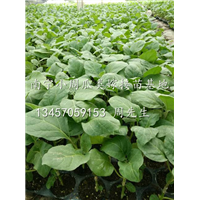 批发大量茄瓜苗/广西茄瓜嫁接苗/南宁茄瓜苗种植基地 