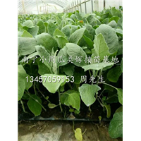 广西茄子苗出售/哪里有茄子苗卖/南宁茄子苗培育基地 