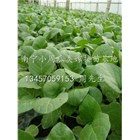 哪里有茄瓜嫁接苗卖/广西茄瓜嫁接苗价格/广西茄瓜嫁接苗供应商 
