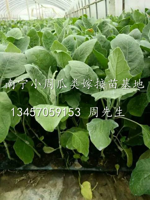 广西茄子苗出售/哪里有茄子苗卖/南宁茄子苗培育基地 