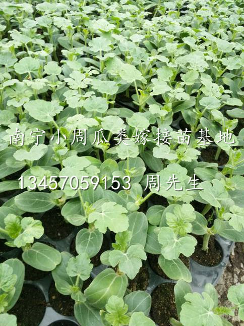 广西西瓜苗、优质西瓜嫁接苗批发、广西南宁西瓜嫁接苗供应商 