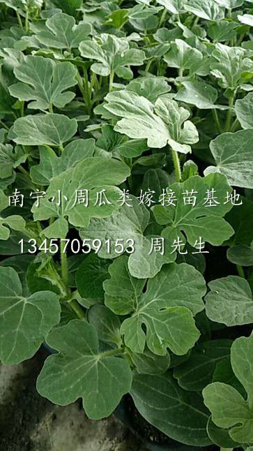 西瓜苗批发/广西西瓜嫁接苗/南宁西瓜嫁接苗基地 