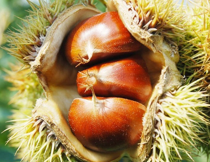 板栗 