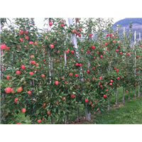自根砧M9T337三年生结果状 
