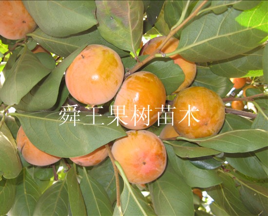 柿子 