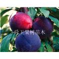 美蓝宝石李 