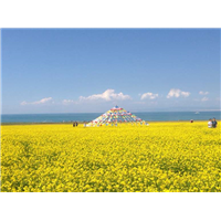 油菜花海 