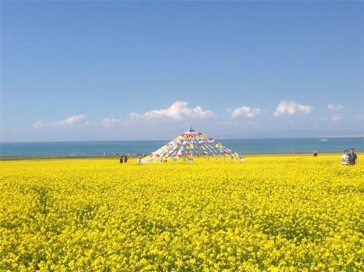 油菜花海 