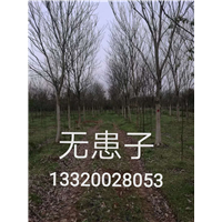 江西苗木-九江苗木 
