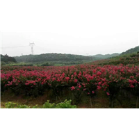 江西九江苗木-红火箭紫薇苗 江西红火箭紫薇苗 