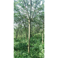 江西九江苗木-江西合欢6-8公分 