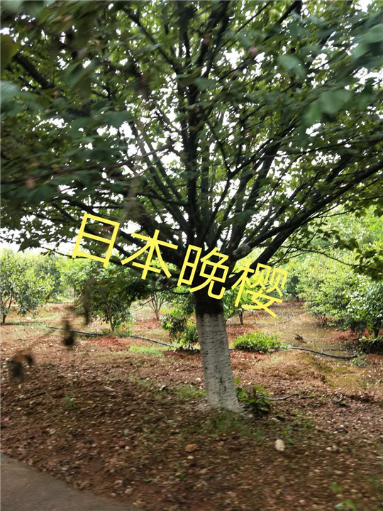 九江苗木