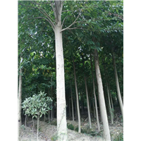江西九江苗木-乐昌含笑 江西九江乐昌含笑苗 九江乐昌含笑 
