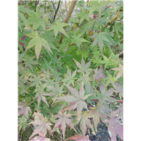 江西九江苗木-江西鸡爪槭苗 