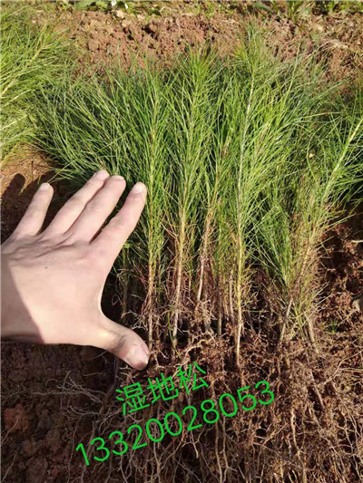 江西苗木基地,九江苗木批发 
