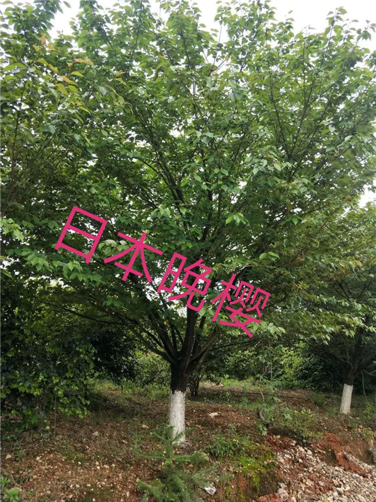 江西苗木