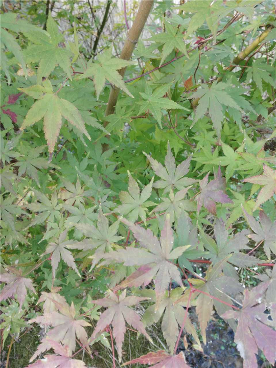 江西九江苗木-江西鸡爪槭苗 