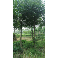 江西九江苗木-江西无患籽 