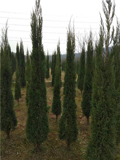 江西苗木基地,九江苗木批发