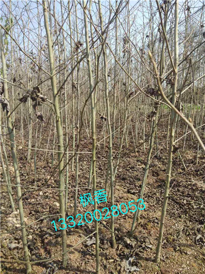 江西苗木基地,九江苗木批发