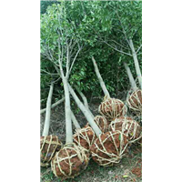 江西九江苗木-江西红果冬青苗 