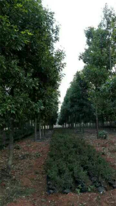 江西九江苗木-江西楠木苗 