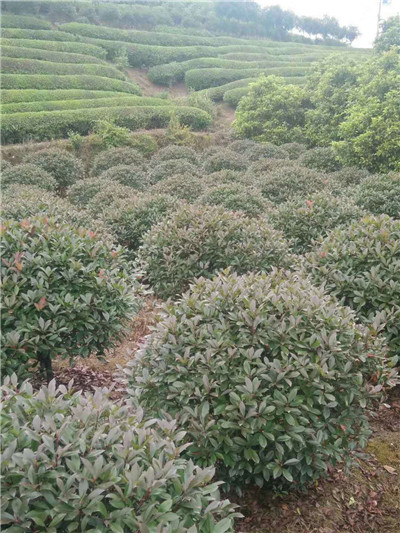 江西苗木批发-九江苗木批发