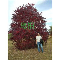 江西九江苗木批发_江西九江苗木价格 