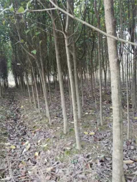 江西九江苗木-江西大叶女贞苗 