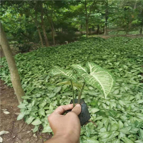 揭阳白蝴蝶