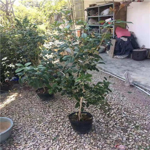 广东桂花苗价格
