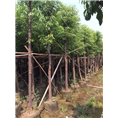 江西樟树 