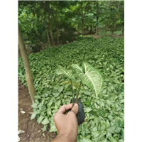广东白蝴蝶 