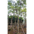 凤凰木 