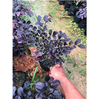 广东红继木 