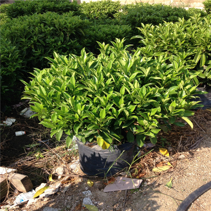 非洲茉莉球%非洲茉莉球供应