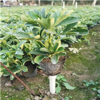 揭阳鸭脚木价格
