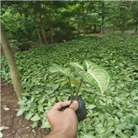 揭阳白蝴蝶