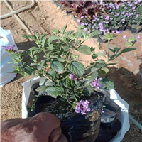 揭阳紫花马樱丹基地