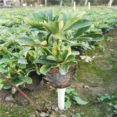揭阳鸭脚木价格