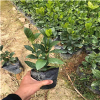 广东栀子花基地
