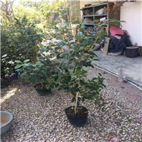 广东桂花苗价格