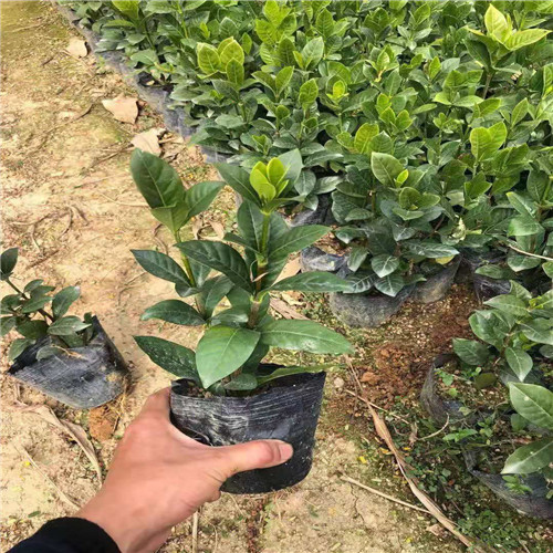 广东栀子花基地