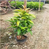 揭阳九里香价格