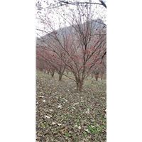河南山茱萸