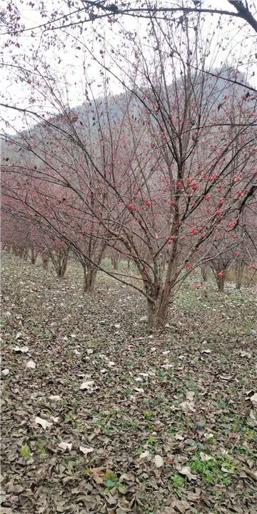 河南山茱萸