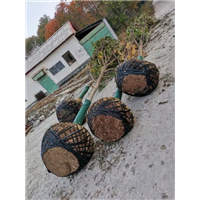 河南七叶树