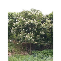 河南七叶树苗