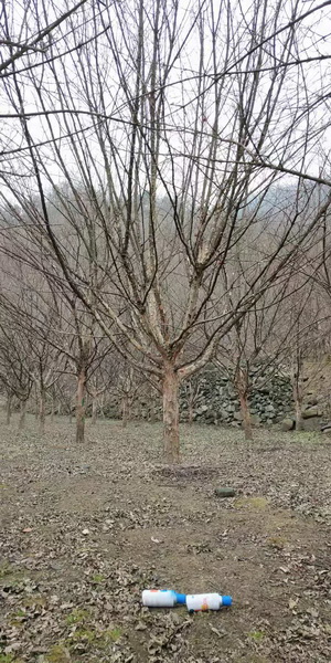 山茱萸